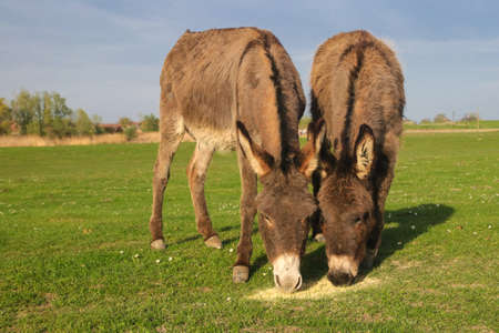 Two funny donkeys is grazing on the floral meadowの写真素材