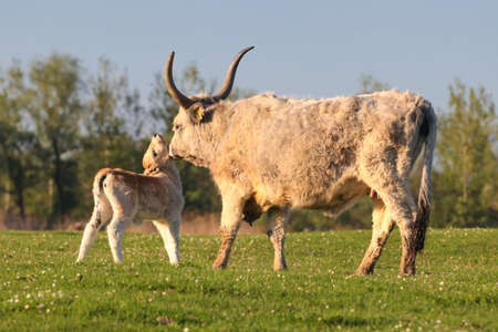 White Calf and cow  on the fieldの写真素材