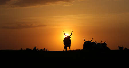 Silhouettes of heard bulls and cows  with dangerous horns on sunsetの写真素材
