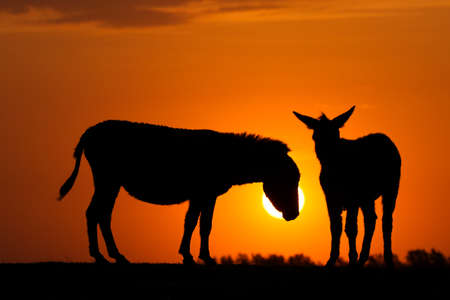  Silhouette of two donkeys on sunset on the pasture