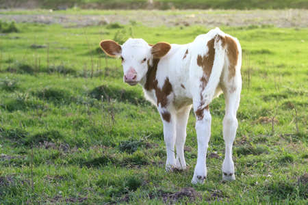 Cute Brown white calf on the meadowの写真素材