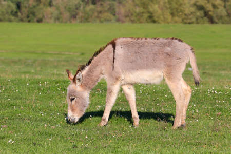 Gray wild donkey graze through the meadow