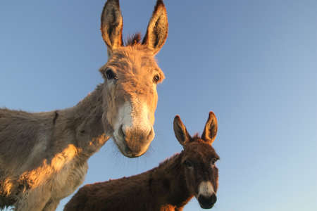 Portrait of two donkeys with funny faces
