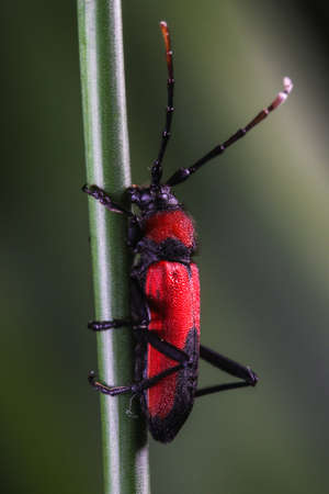 Red and black longhorn beetle, Purpuricenus budensis on the branch