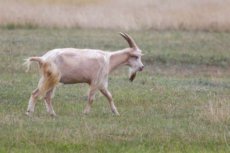 White hairy capricorn with long horns on the meadow