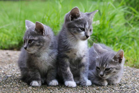 Three cute grey kittens on the gardenの写真素材
