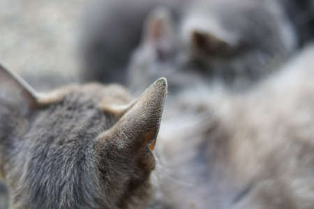 Grey kittens and  mother cat headの写真素材