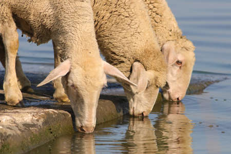 Three thirsty sheep on the watering place drinking water