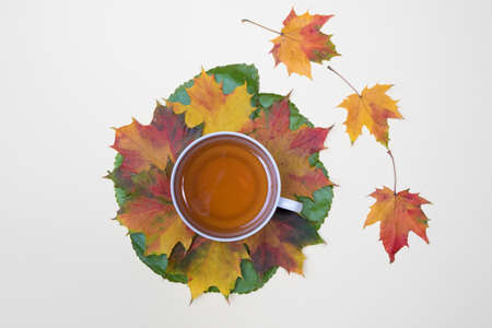 Top view of cup of tea and autumn leaves on the whiteの写真素材