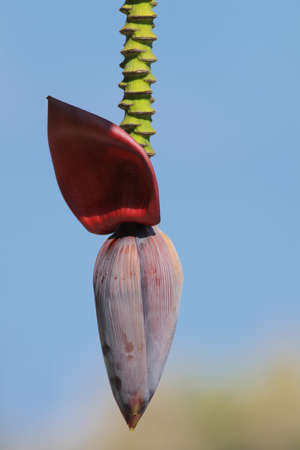 Banana Musa balbisiana flower ower blue skyの写真素材