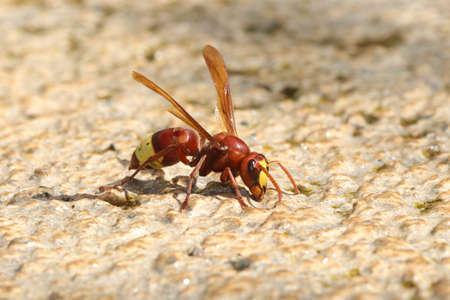 Dangerous and poisonous Oriental hornet, Vespa orientalis drinking waterの写真素材
