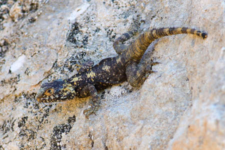 Mimicry of Agama lizard Stellagama stellio  on rockの写真素材