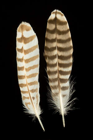 Two feathers of  Eurasian curlew  bird isolated on black