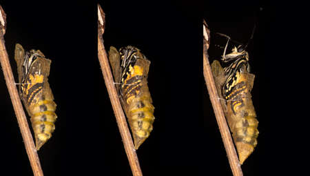 Emerging and metamorphosis of Swallowtail Papilio machaon butterfly on black