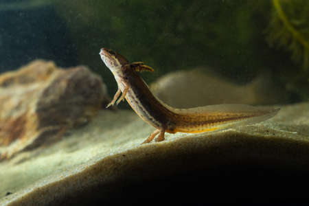 Tadpole of Common newt, Triturus vulgaris on the pondの写真素材