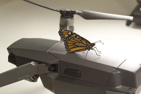 Monarch Butterfly Danaus plexippus on the drone, white background