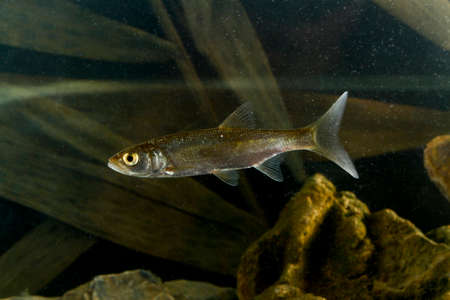 Predatory fish asp, Aspius aspius  in the tank