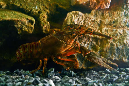 Eastern crayfish, orconectes limosus in the pondの写真素材