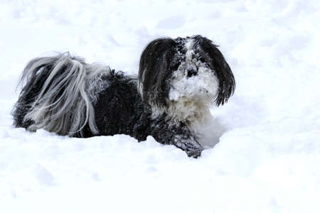Small cute shih-tzu doog in the snow