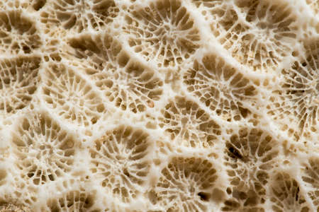 White coral shell texture the jewelry materialの写真素材