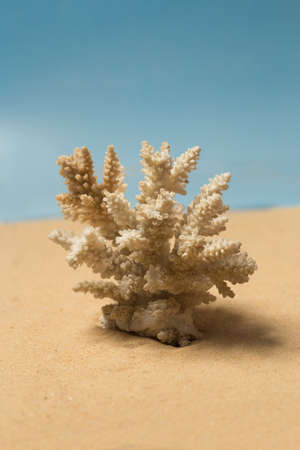 White coral shell on the sandy beach over blue skyの写真素材