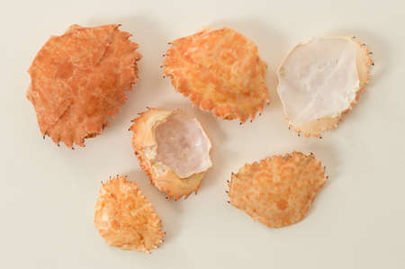 Group of empty orange crab shell on whiteの写真素材