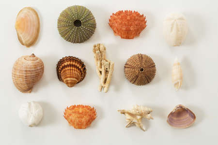Colection of various sea animals urcihn, snail, sand dollar, shell, crab on whiteの写真素材