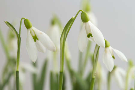 Snowdrops flowers, Galanthus nivalis, on whiteの写真素材