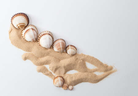 Top view of common cockle, cerastoderma edule and sand pattern on white