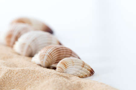 Common cockle, cerastoderma edule seashell and sand pattern on white