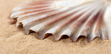 Mediterranean scallop, Pecten jacobaeus seashell on sandy beach