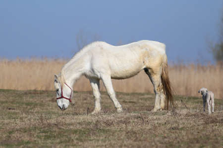 White horse and little lamb on the pasture