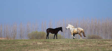 Two horses black and white gallop on meadow