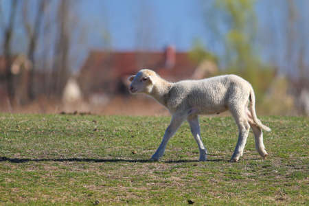 Cute white lamb on the green spring field