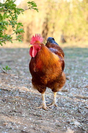 Brown dangerous rooster is walk on the yard
