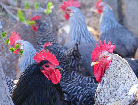 Two roosters and flock of hen on the yard