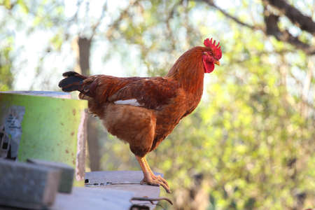 Brown hen standing in rural countryside yard
