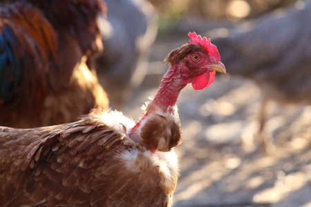 Portrait of Banat Naked Neck Chicken breedの写真素材