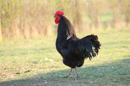 Big black rooster voodoo and magic symbol 