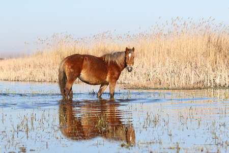 Wild  sorrel horse is watchig in watering placeの写真素材