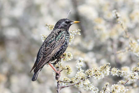 Starling sturnus vulgaris is perching in blossom tree