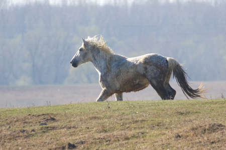 White wild horse is galloping in pasture
