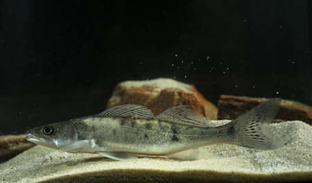 Perch freshwater gamefish Stizostedion lucioperca in the pond