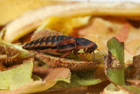 Cockroach on fruit food waste in the kitchen