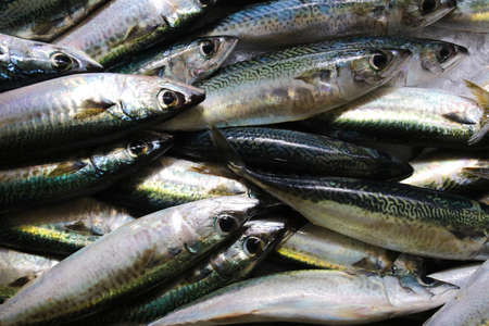 Fresh Atlantic chub mackerel fish on Funchal marketの写真素材