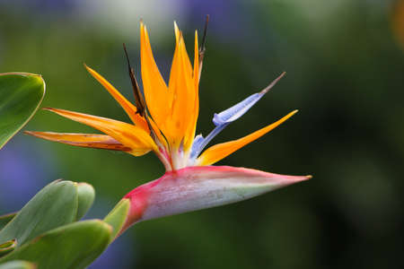 Strelizia, bird of paradise flower, Strelitzia reginae on green backgroundの写真素材