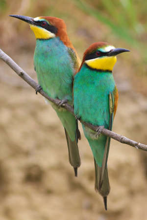 Pair of european bee eater, Merops apiaster on the branchの写真素材
