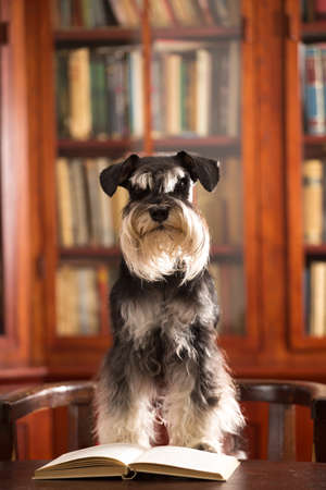 Cute Miniature schnauzer dog reads a book in the libraryの写真素材