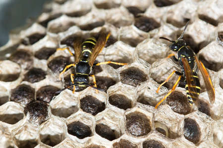 Two Paper wasps , Polistes dominula and big nest