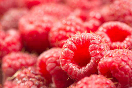 Close up of raw pink raspberries after harvestの写真素材